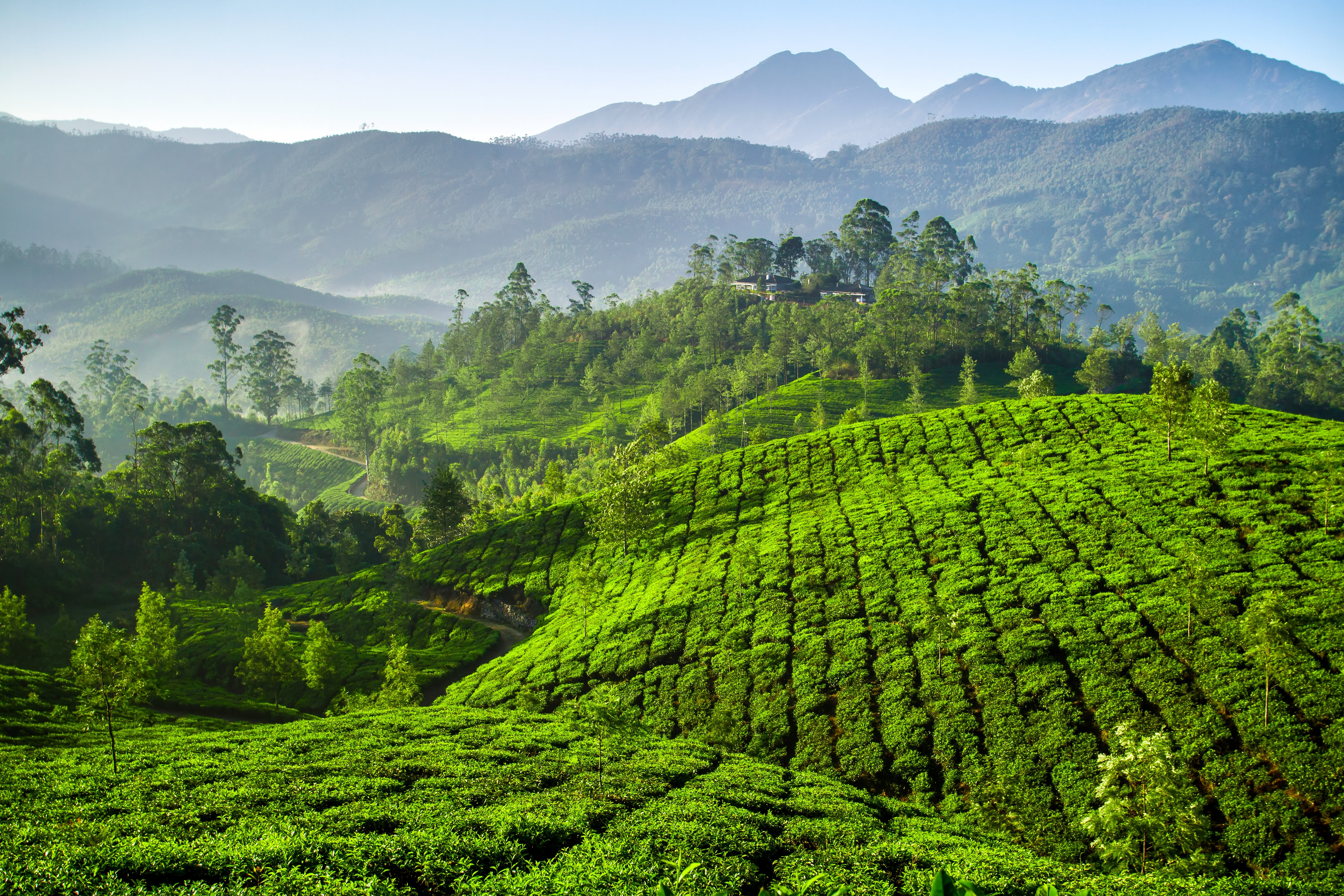 Munnar – The Green Symphony