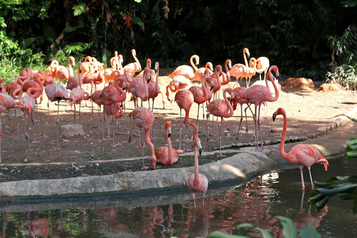 Jurong Bird Park in Singapore Closing