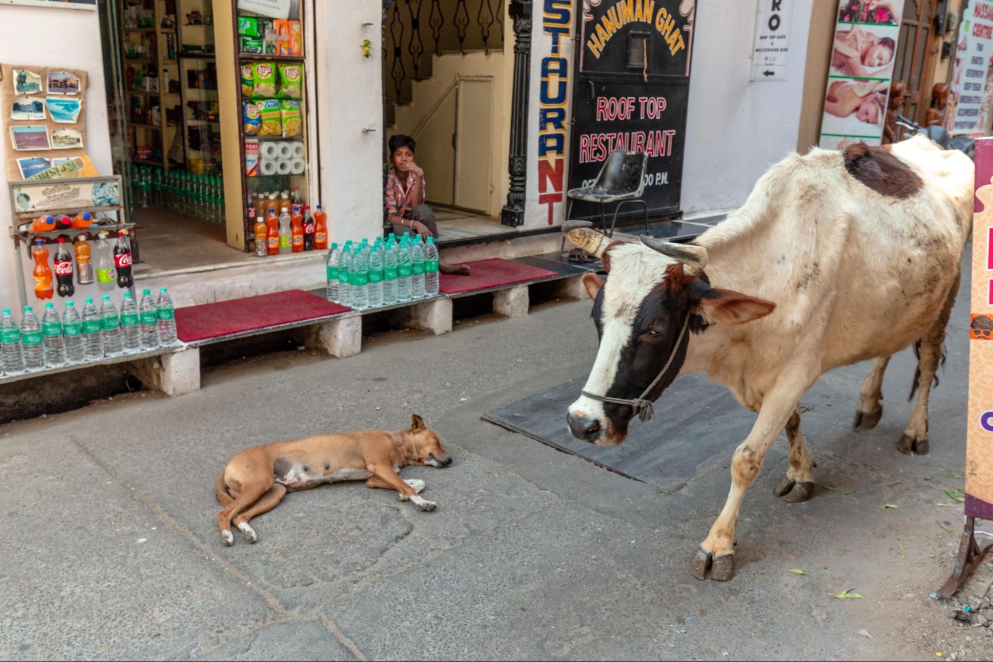 cow walking through the streets